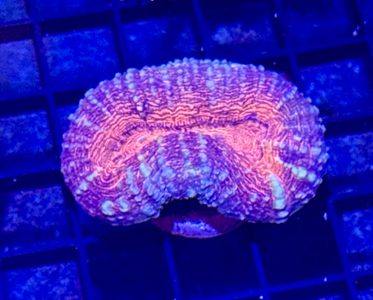 Lobo Frag