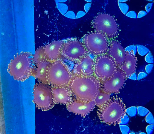 Zoa