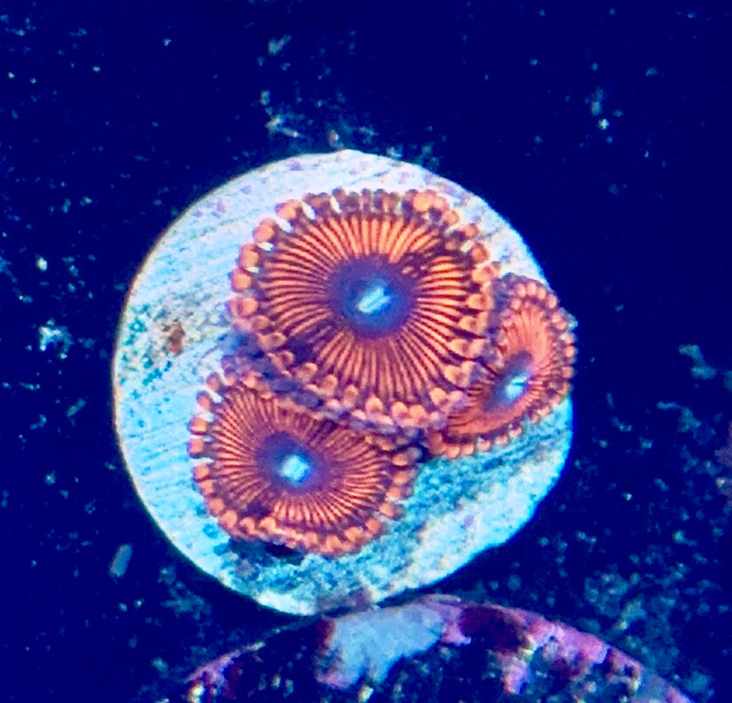 Zoa