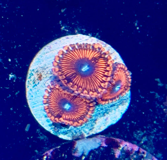 Zoa