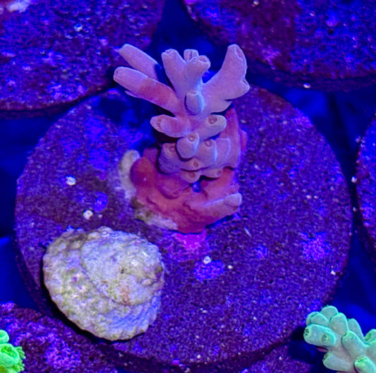 Acro Frag