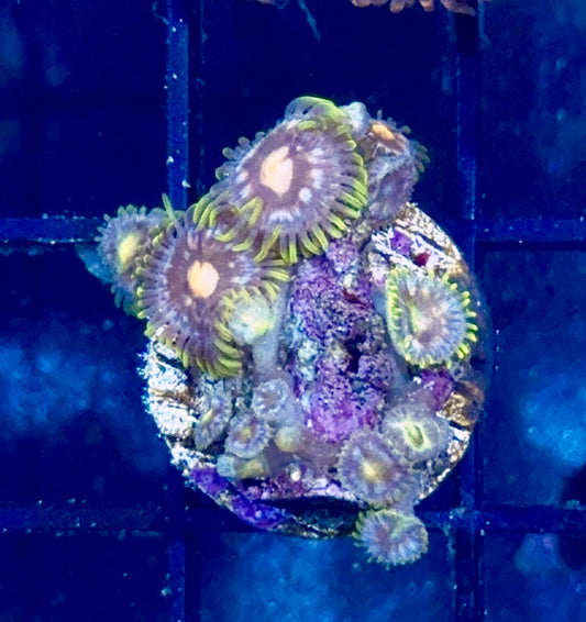 Zoa