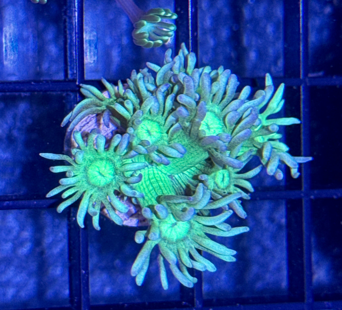Green Goniopora Frag