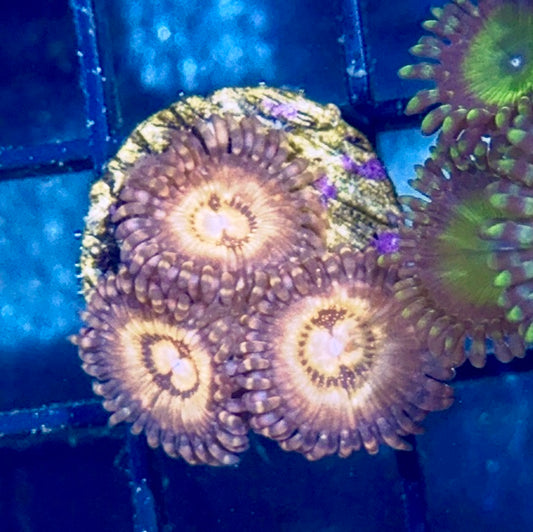 Zoa