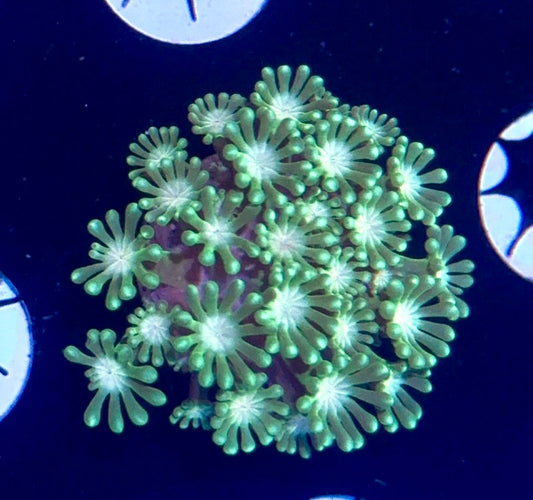 Goniopora Frag