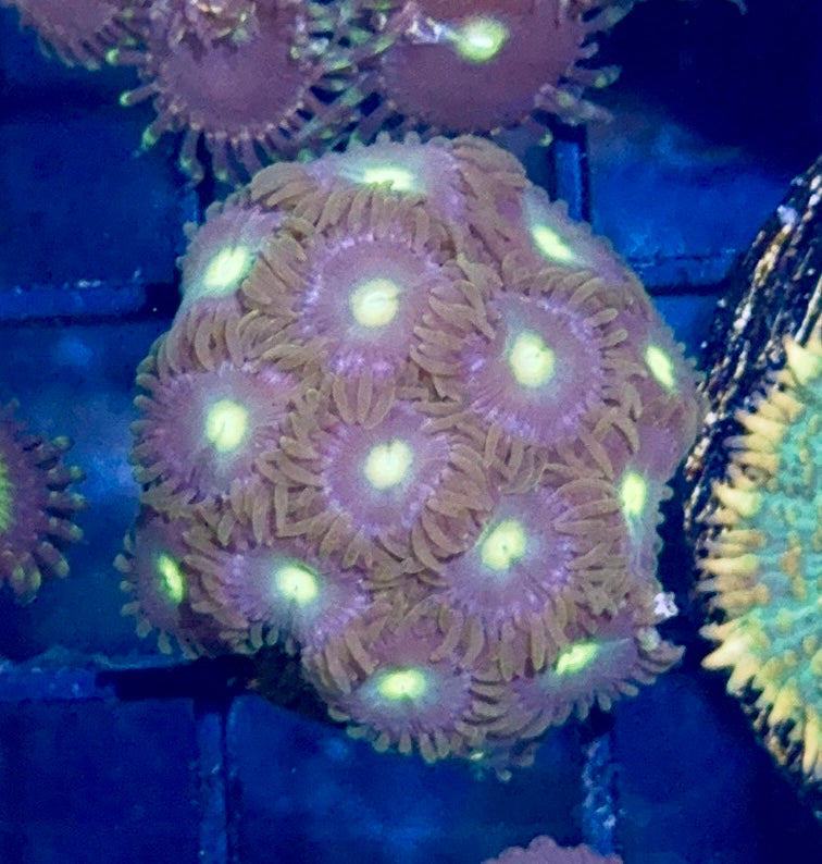 Zoa