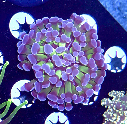 Purple Tipped Hammer