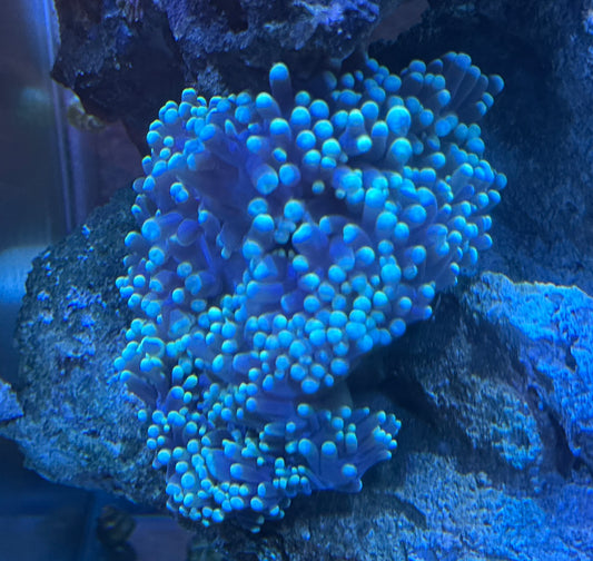 Ritteri Anemone