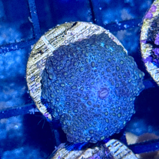 Disco Mushroom