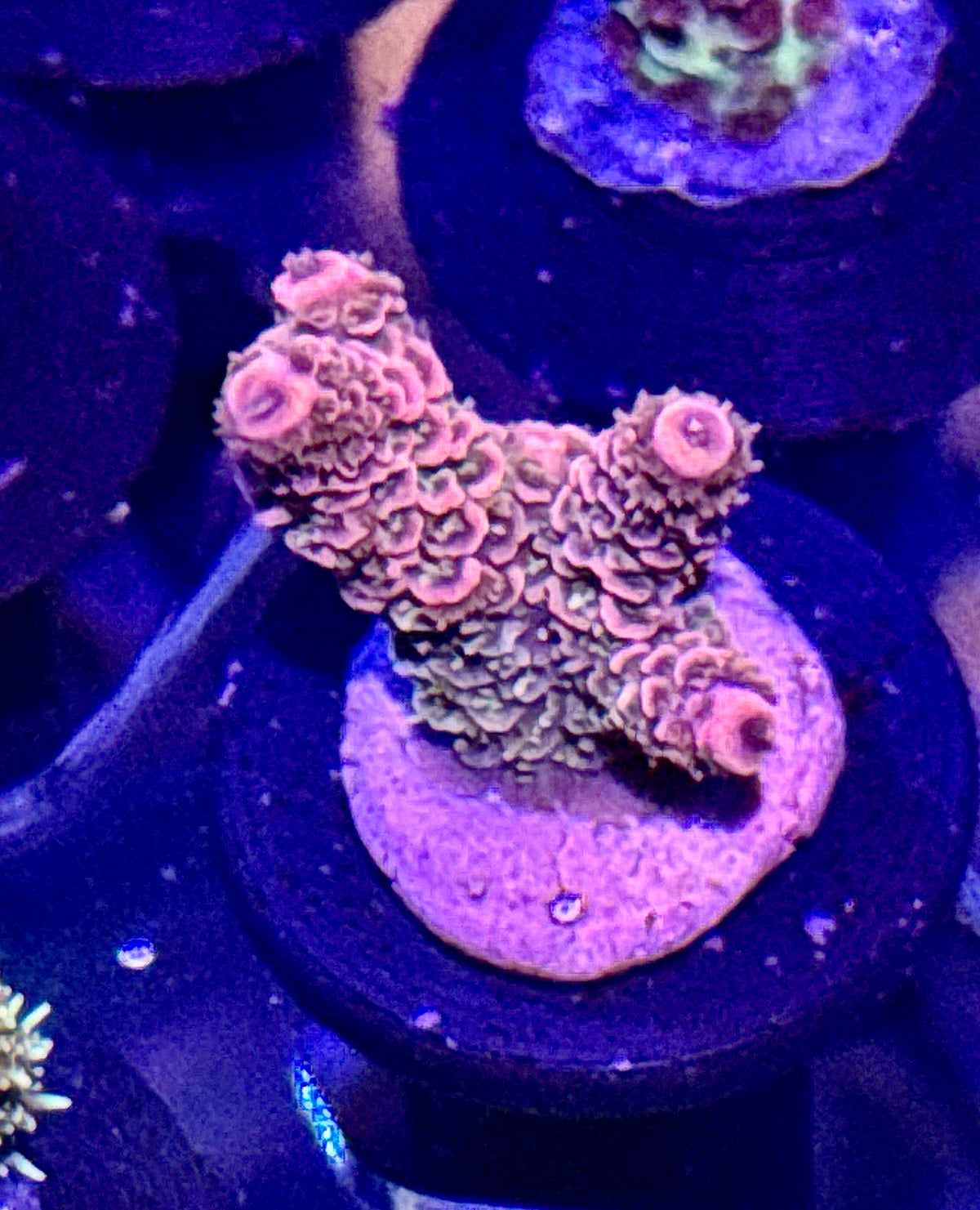 Acro Frag