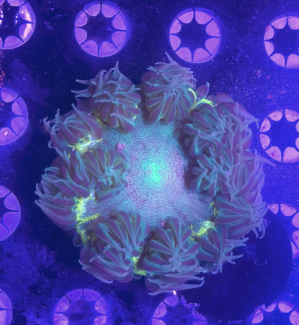 Rock Flower Anemone