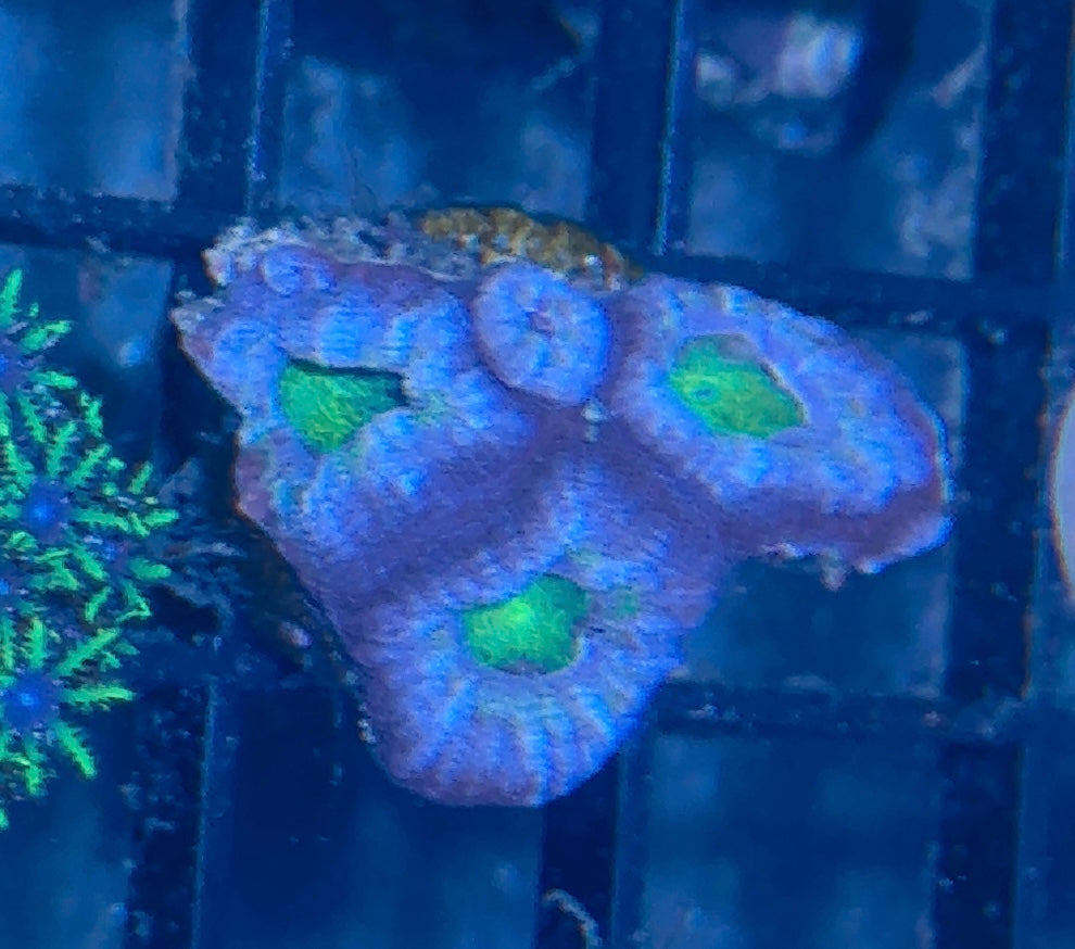 Acan Frag