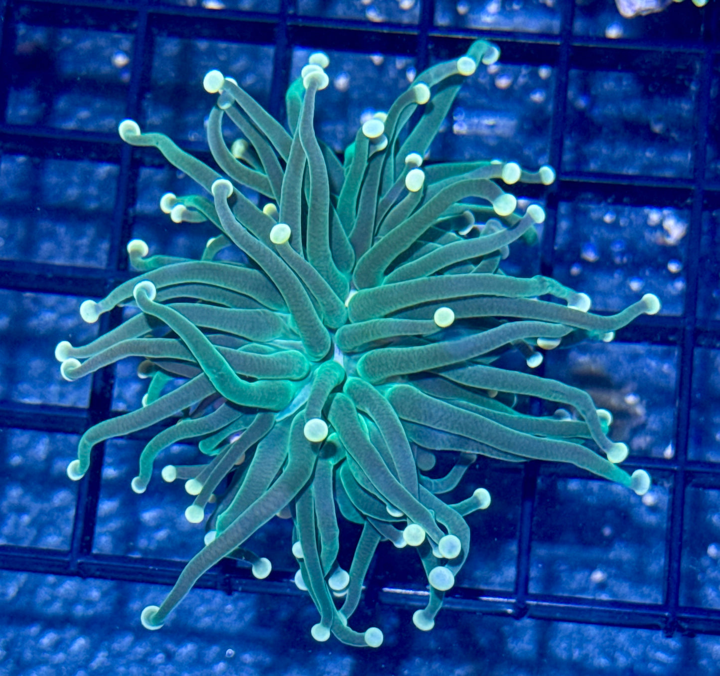 Torch Frag