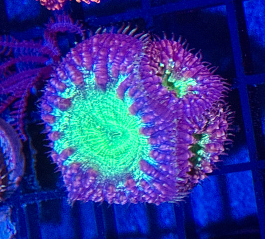 Blastomussa Welsi Frag