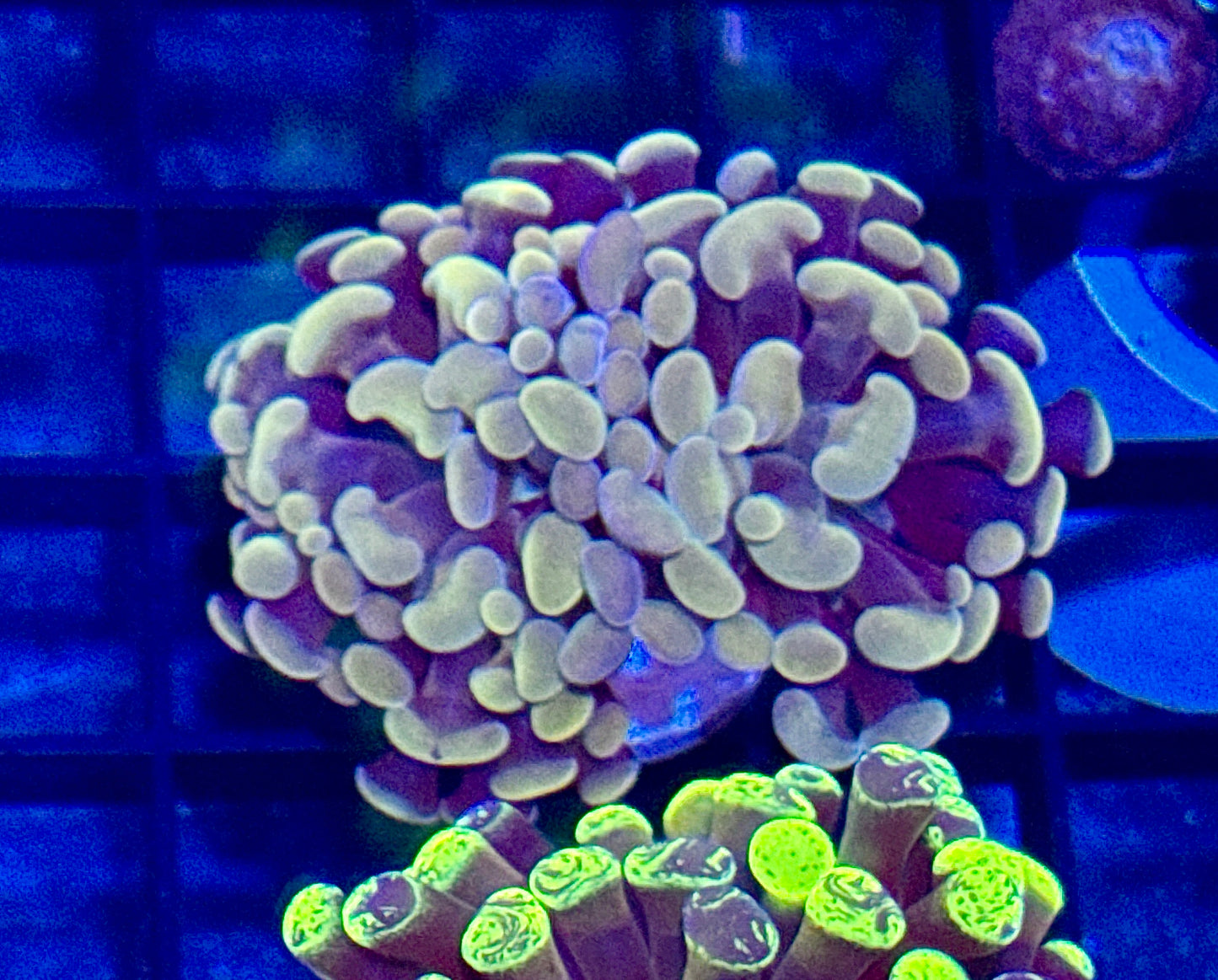 Orange Branching Hammer