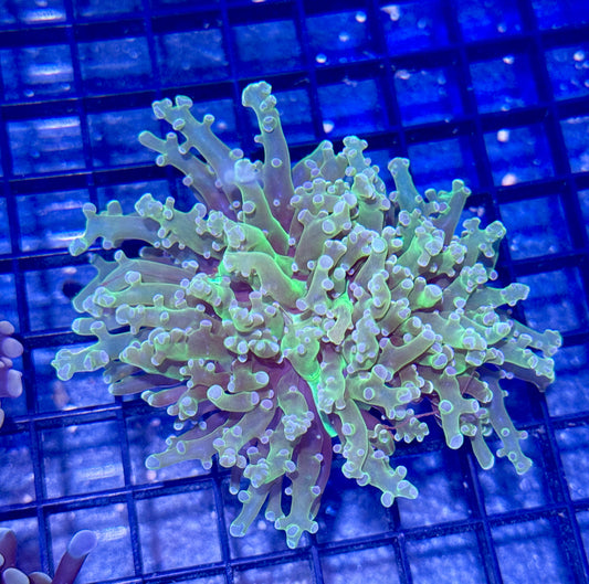 Branching Green Center Frogspwan