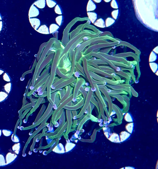Purple Tipped Torch
