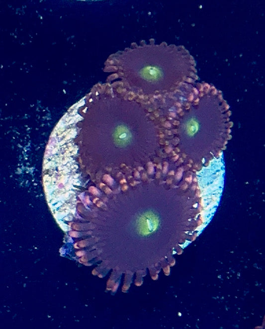 Zoa