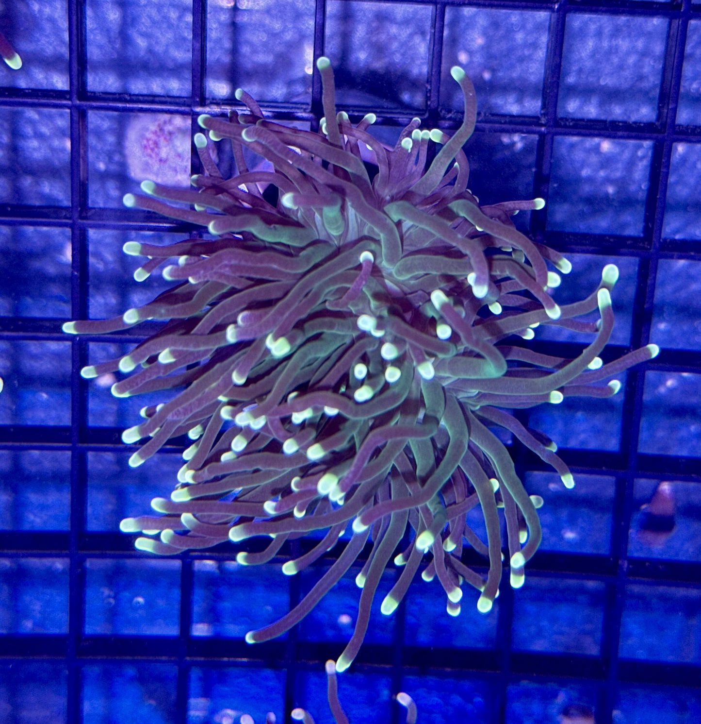 Torch Coral