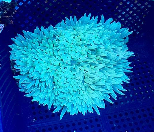 Sebea Anemone