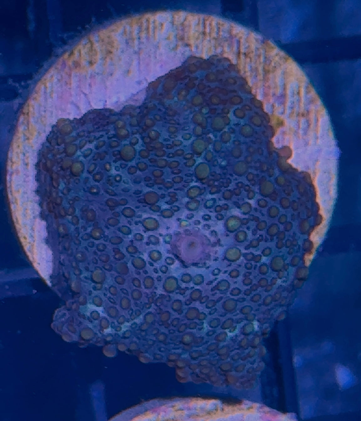 Disco Mushroom