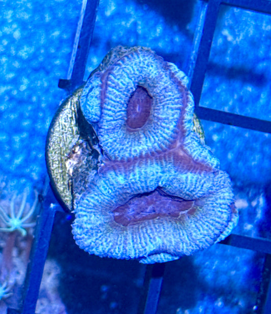 Acan Frag