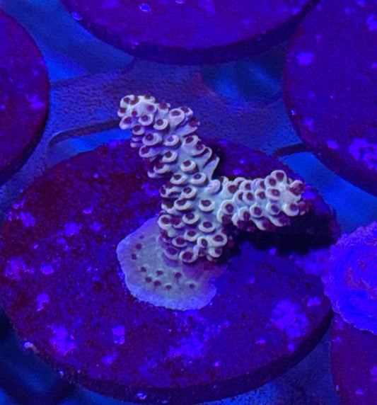 Acro Frag