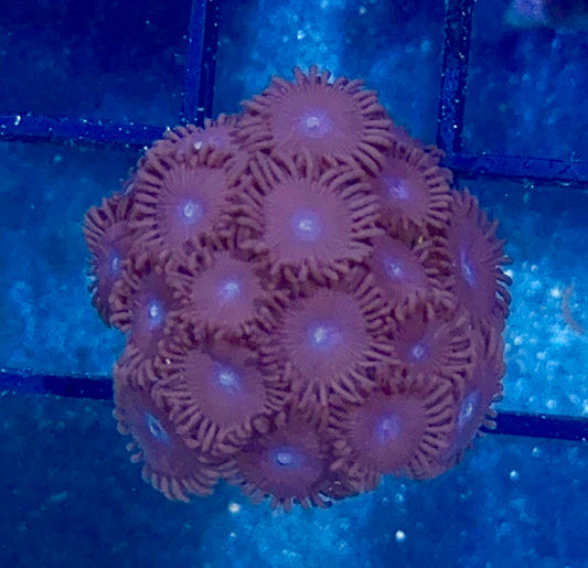 Zoa