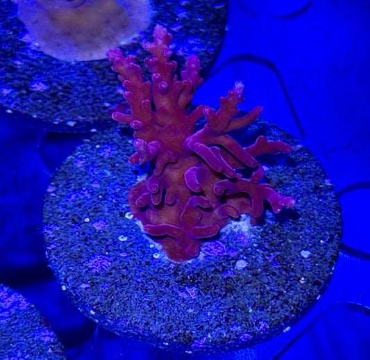 Acro Frag