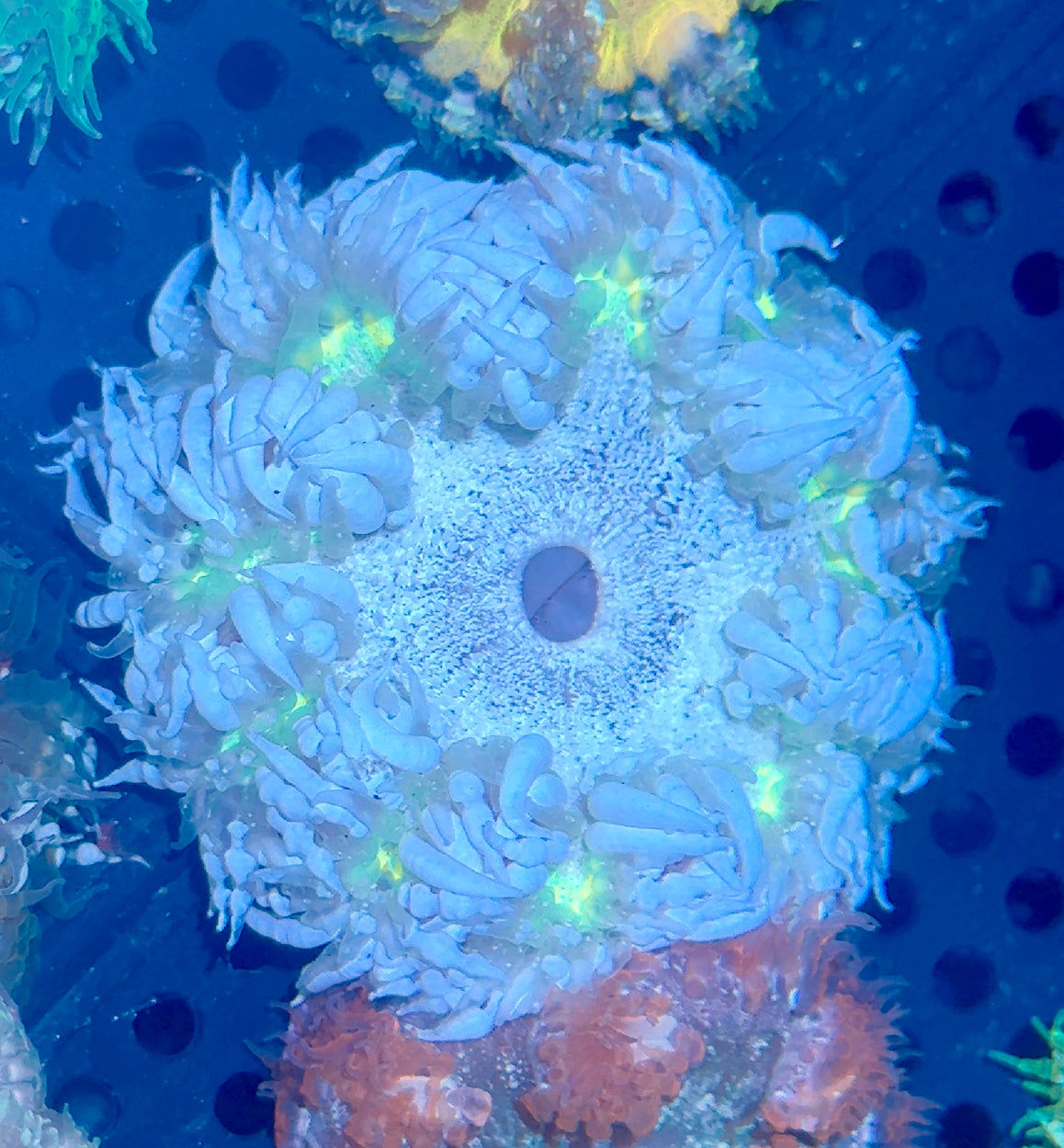 Rock Flower Anemone