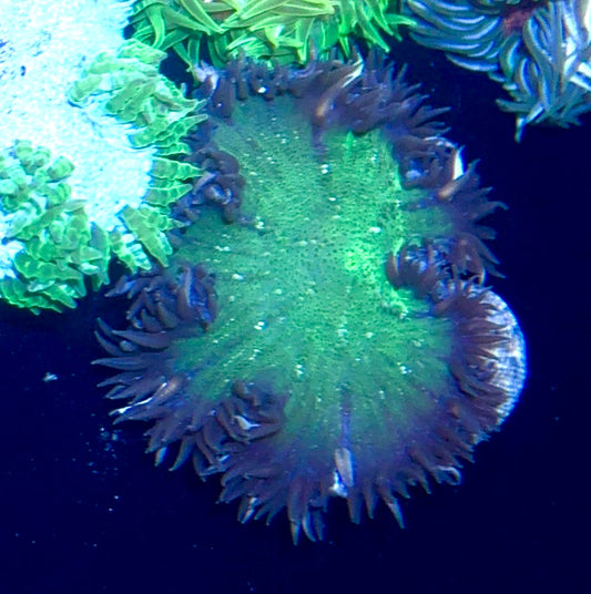 Rock Flower Anemone