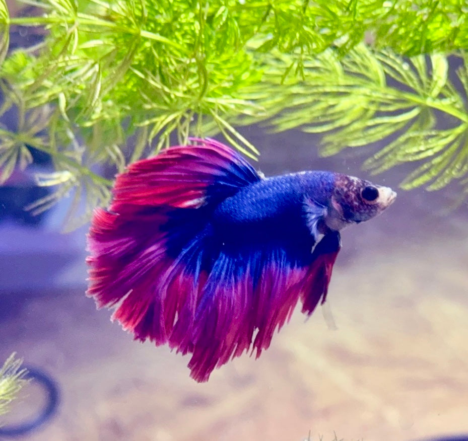 Stars & Stripes Male Betta