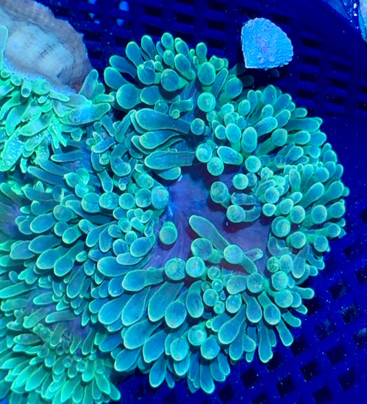 Bubble Tip Anemone