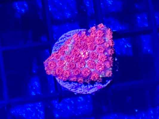 Short Polyp Red Goniopora Frag