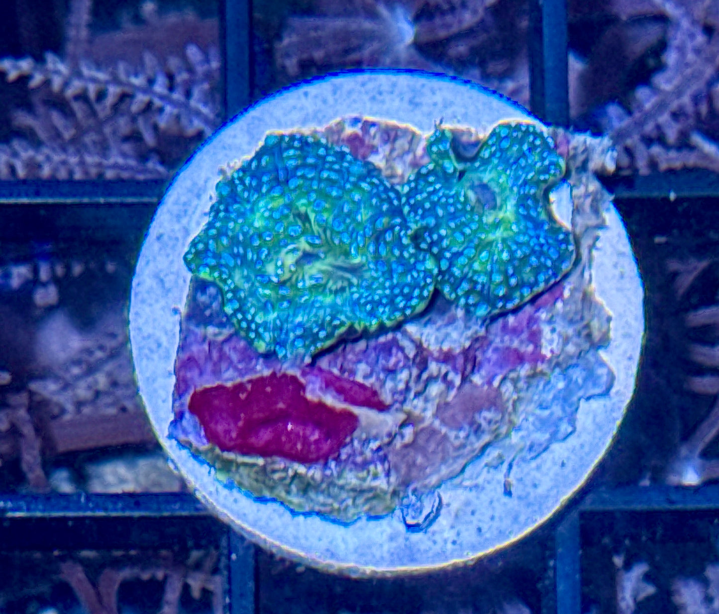 Disco Mushroom Frag