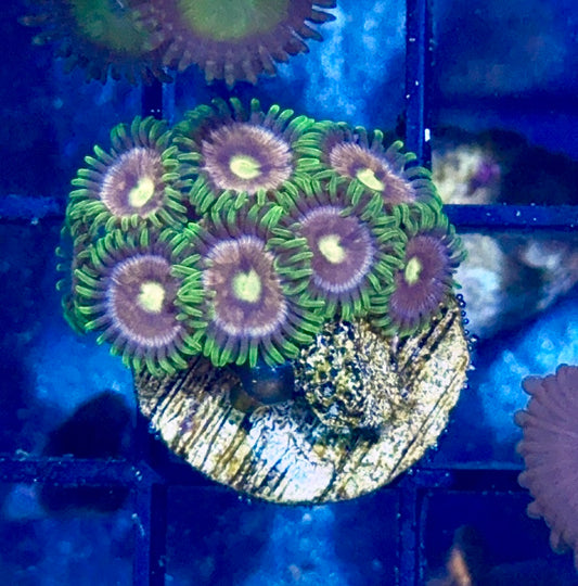 Zoa