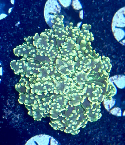 Octospawn