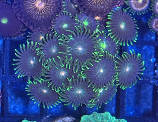 Zoa Frag