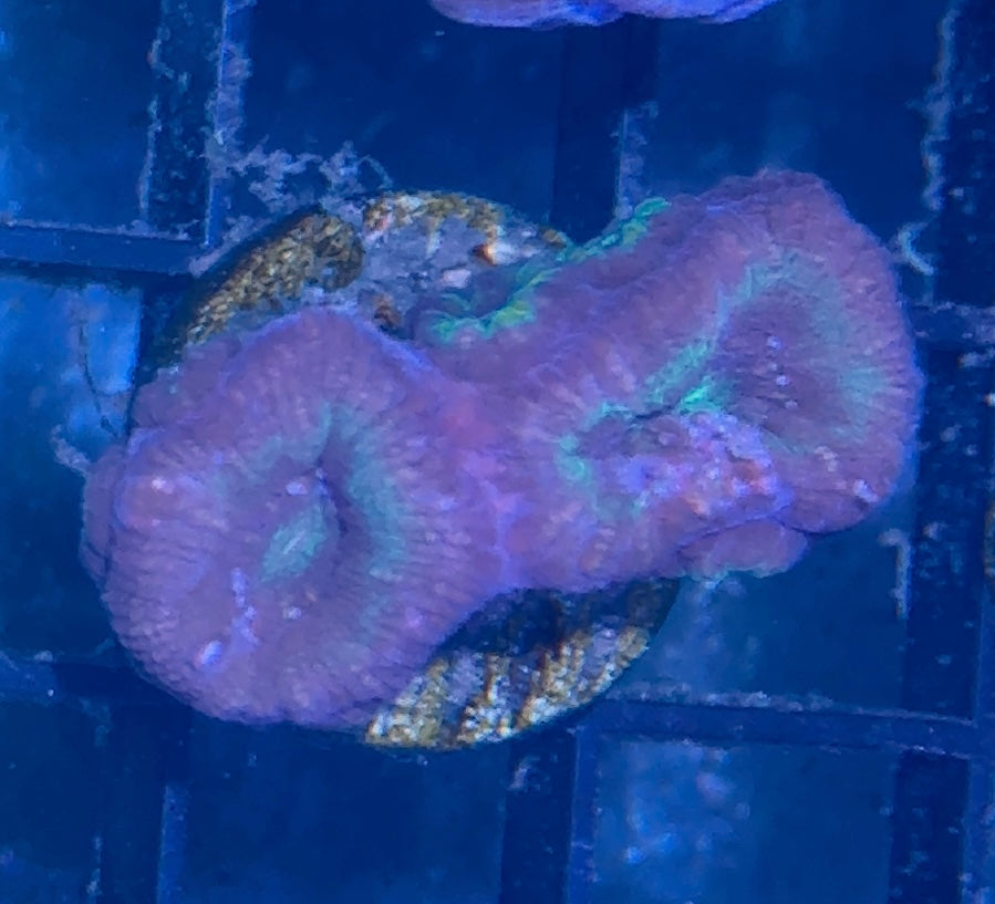 Acan Frag