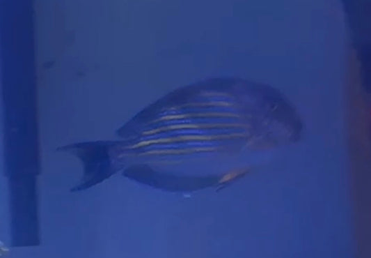 Clown Tang #2 4”