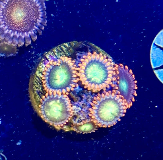 Zoa