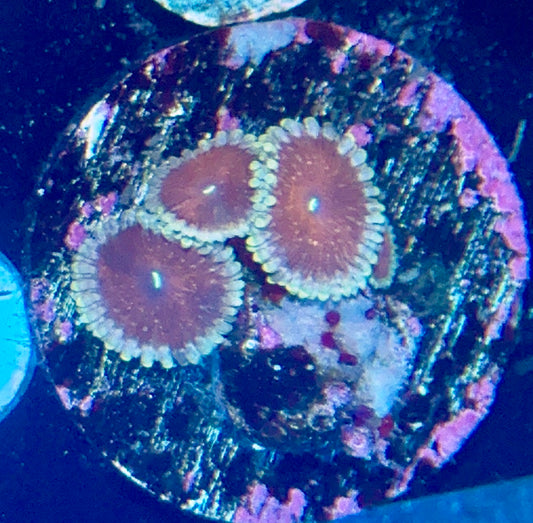 Zoa
