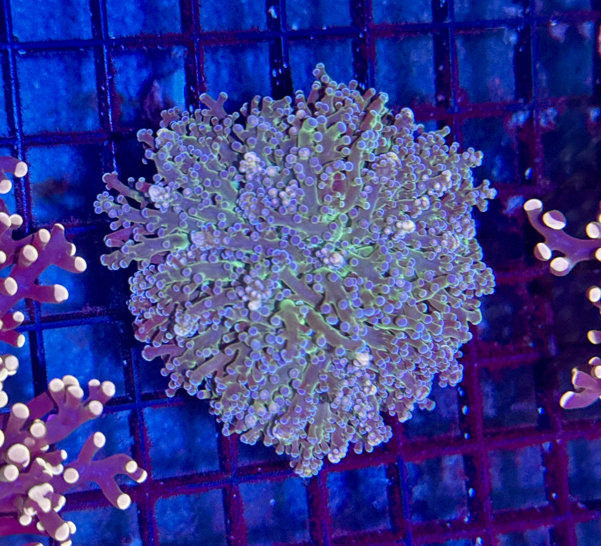 Cotton Candy Octospawn