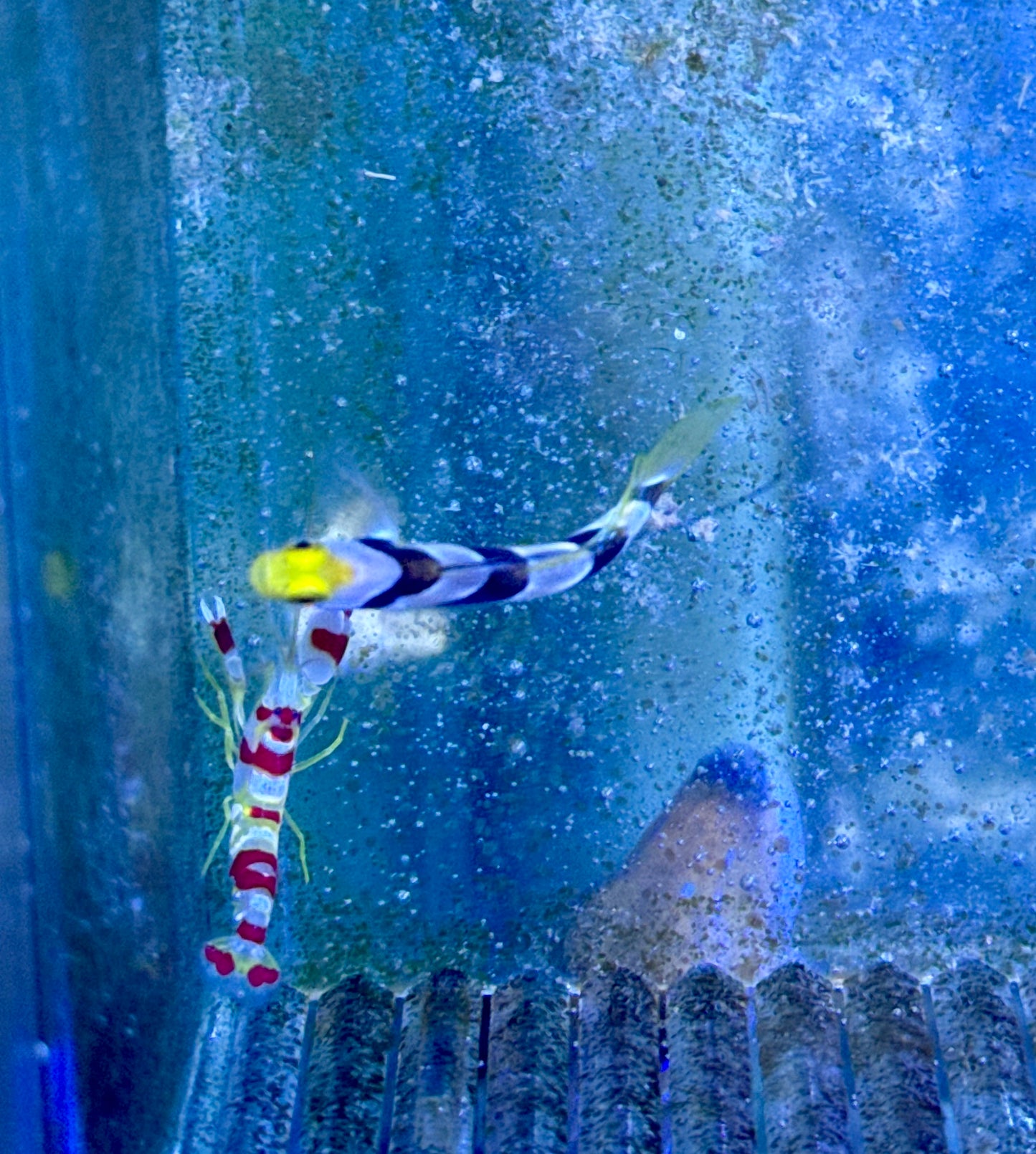 Yellow Rose Goby/ Tiger pistol Shrimp Pair