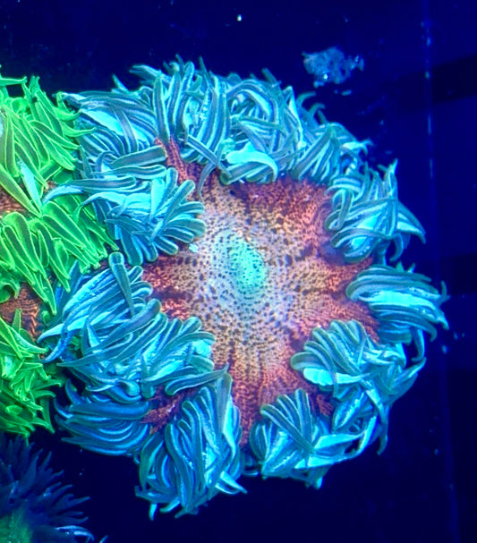 Rock Flower Anemone