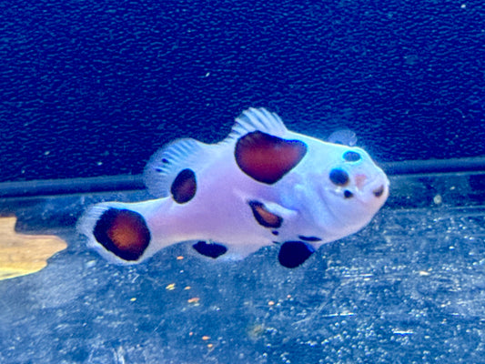 Storm Clown (Rescue)