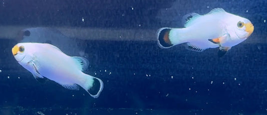 Wyoming White Clown Pair
