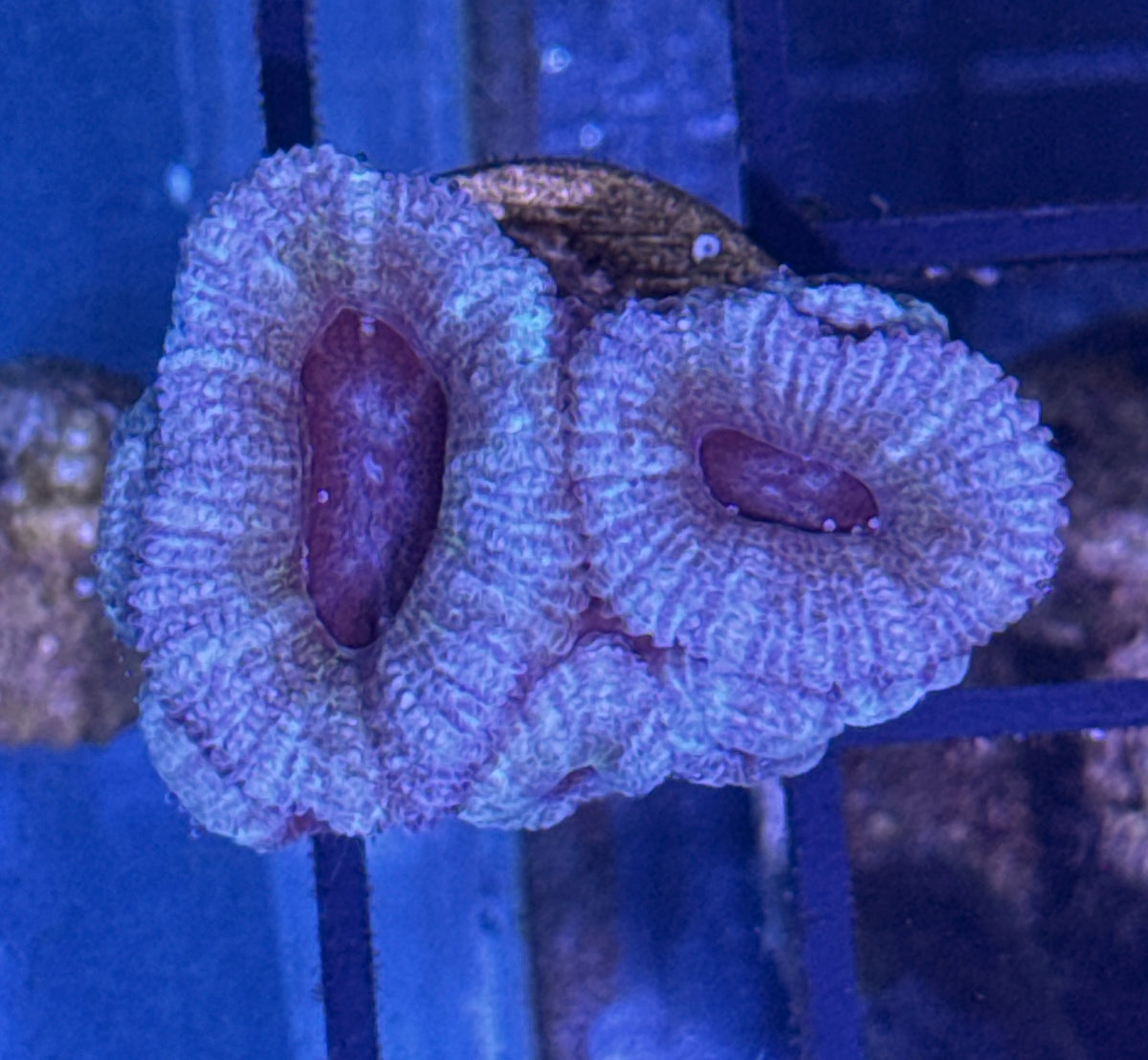 Acan Frag