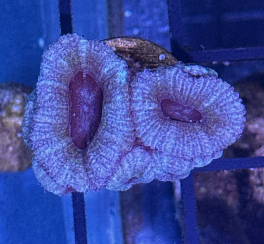 Acan Frag