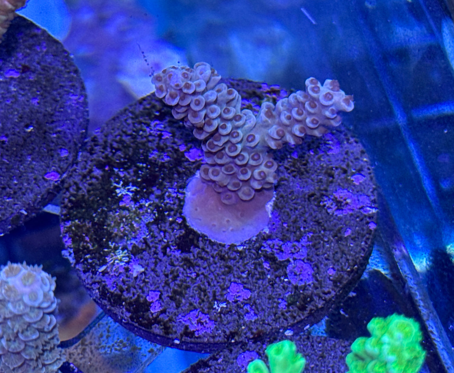 Acro Frag